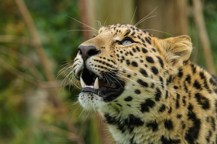 Leopard showing its teeth and snout