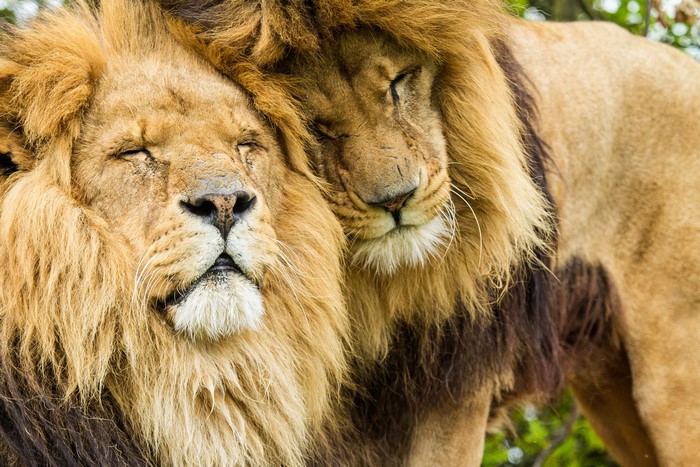Two lions resting their heads together
