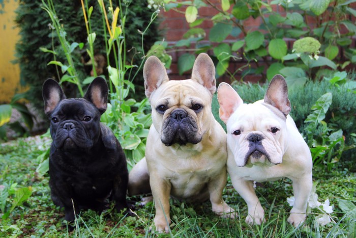 Three French Bulldogs in a Garden