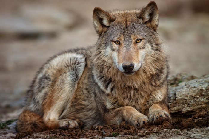 A wolf lying down on the ground