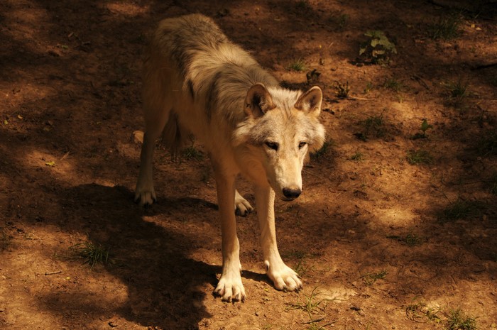 Wolf standing on dirt ground