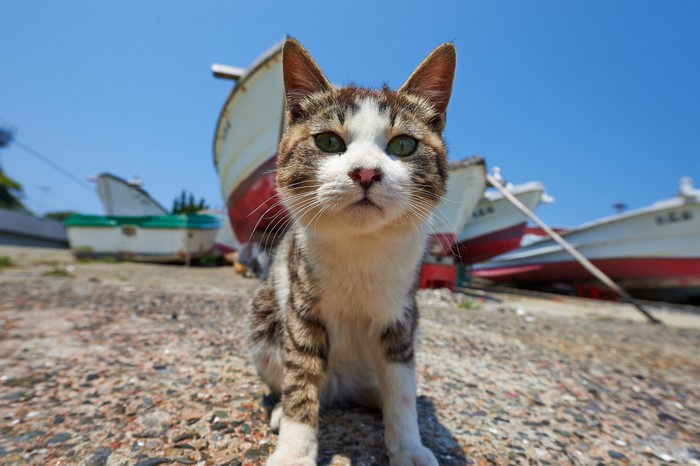 Tabby cat sitting on gravel with boats in background