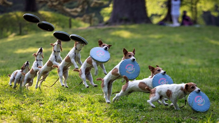 Dogs catching frisbees in a park