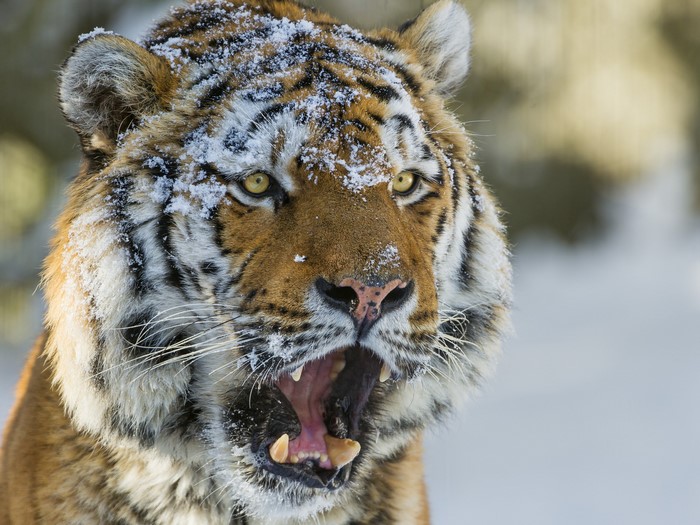 Tiger with snow on its face roaring