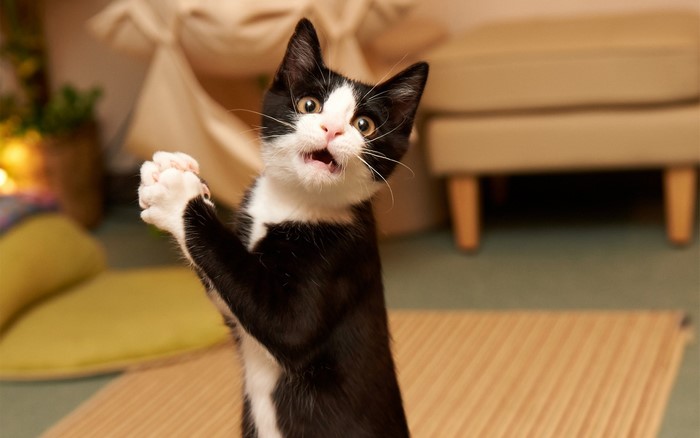 A black and white kitten stands on its hind legs with paws clasped