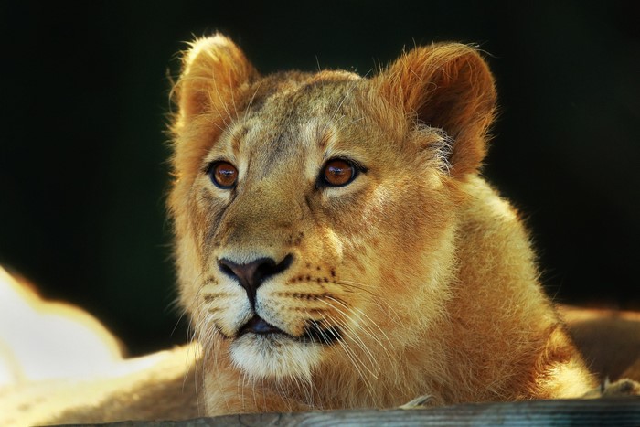 Close-up of a young lion's face