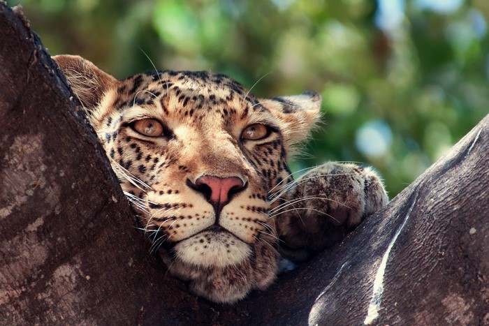 Leopard resting on a tree branch