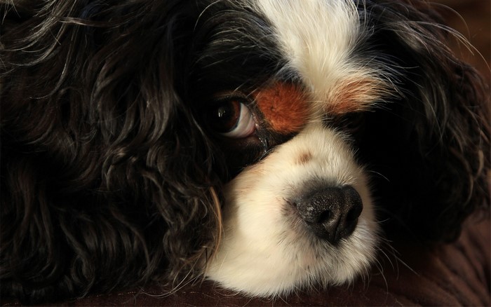 Close-up of a Cavalier King Charles Spaniel dog