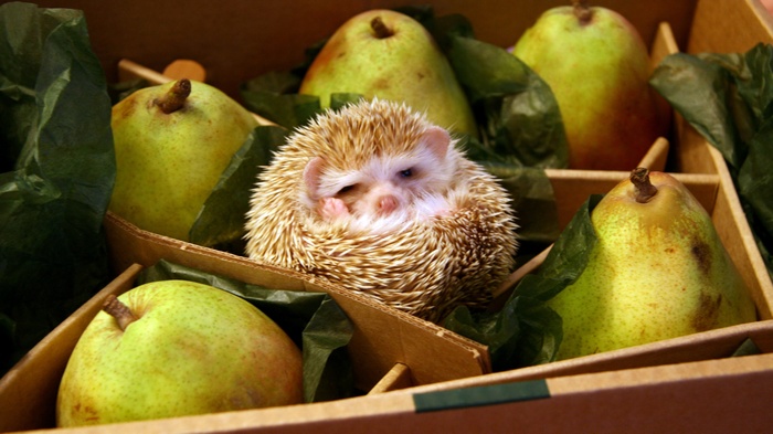 Hedgehog in a box with pears