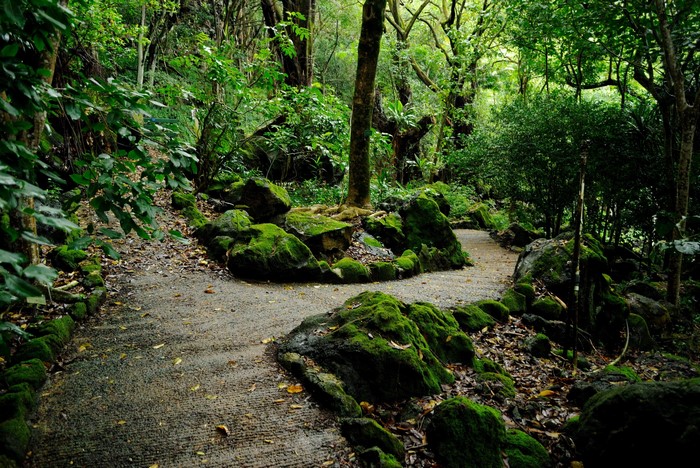 Mossy rocks line a path through a Hawaiian forest