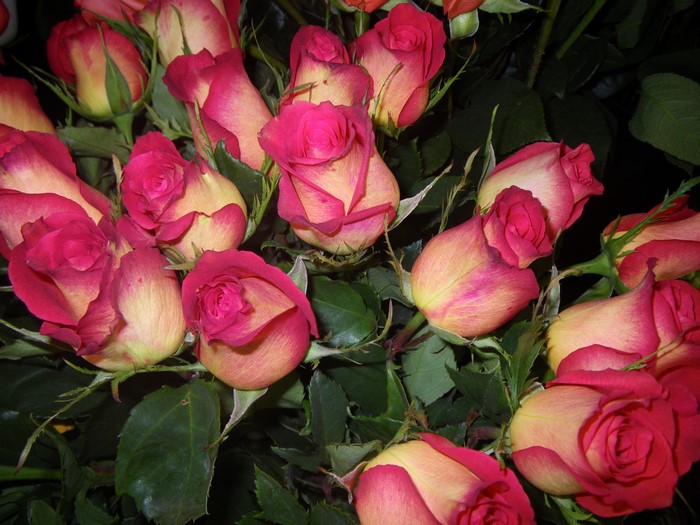 A bouquet of bicolor roses