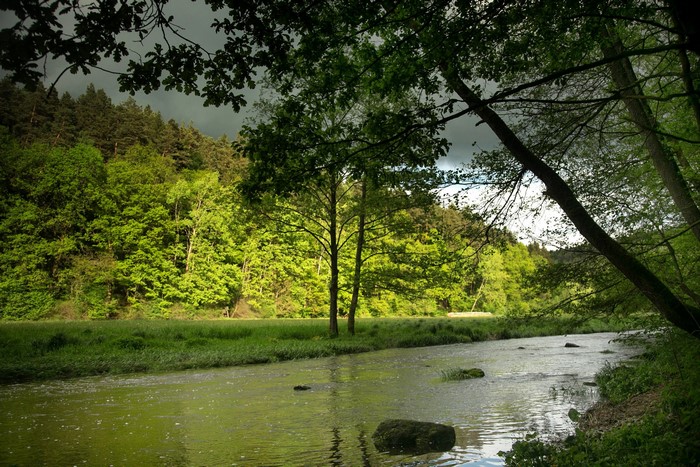 River flowing through a forest in Bavaria, Germany