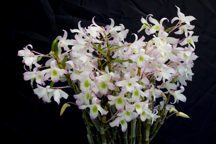 White Orchids with Pink and Green Accents