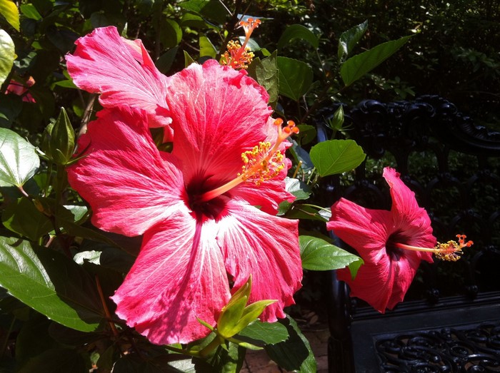 Pink Hibiscus flowers with green leaves