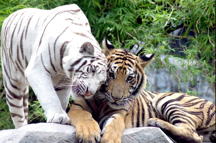 White Tiger and Tiger Cubs on Rocks