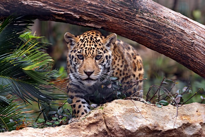 Jaguar cub peeking from behind a log