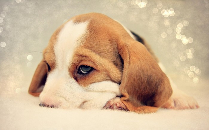 Sad Beagle Puppy Lying Down