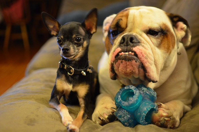 Chihuahua and Bulldog with a blue toy