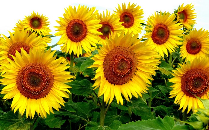 Field of Sunflowers