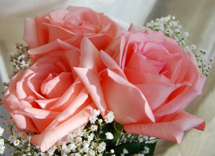 Three pink roses with baby's breath