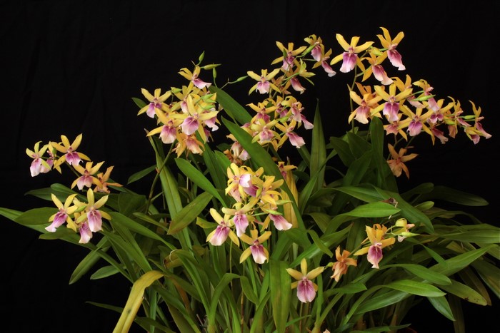 Yellow and pink orchids on a black background
