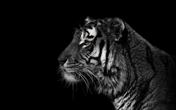 Tiger head in profile, black background