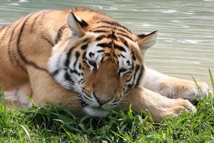 Tiger resting by the water