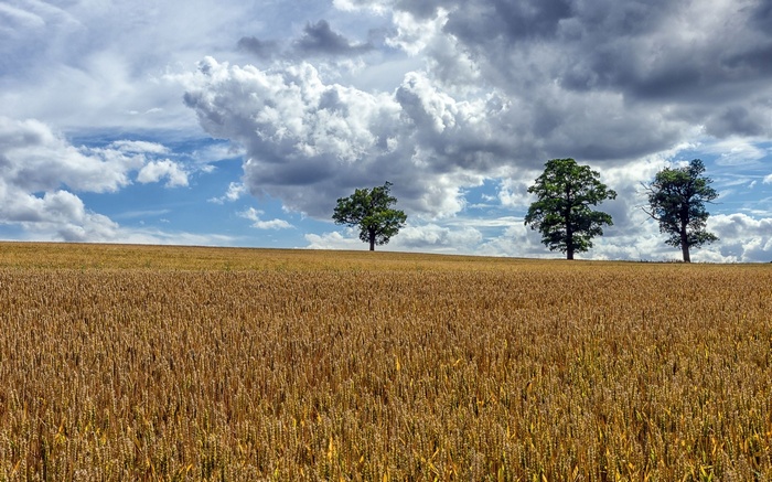 Wheat field with trees under a cloudy sky