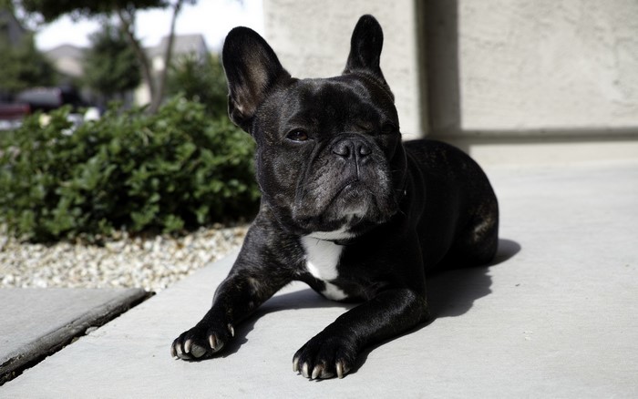Black French Bulldog lying on concrete