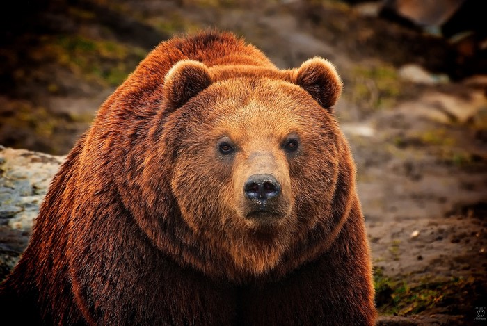 Close-up of a brown bear