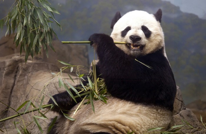 Giant Panda Eating Bamboo