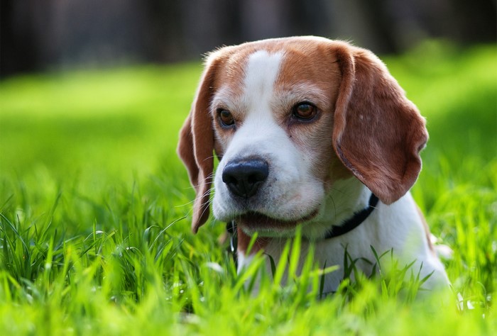Beagle dog in green grass