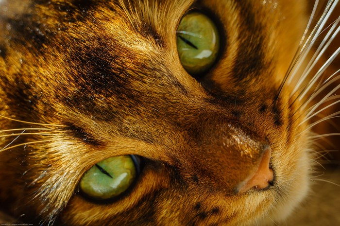 Close-up of a Bengal cat's face with green eyes