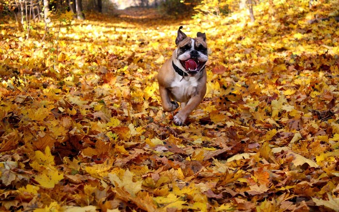 Bulldog running through autumn leaves