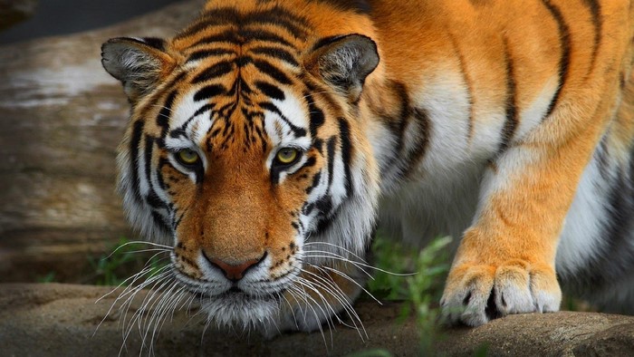 Tiger with black stripes and yellow eyes