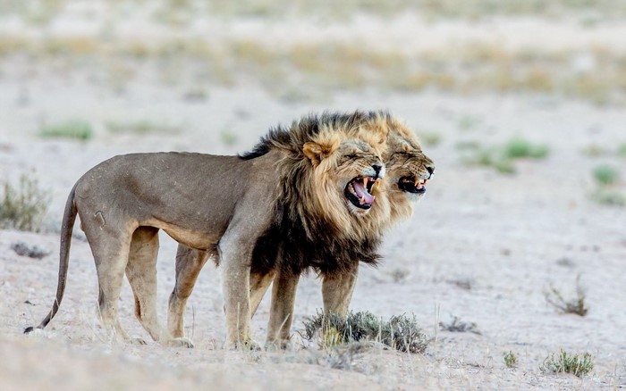 Two lions roaring in a dry landscape