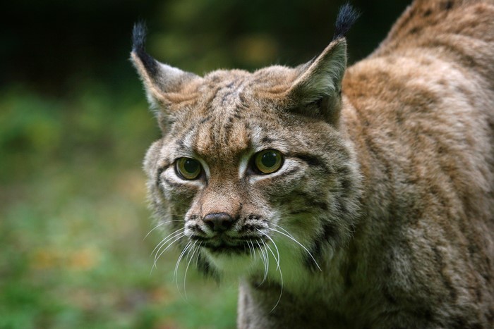 Close-up of a lynx's face with tufted ears