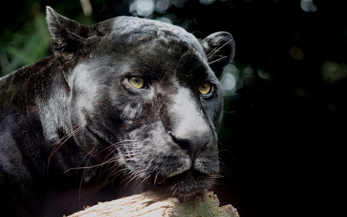 Black Panther with yellow eyes on a log