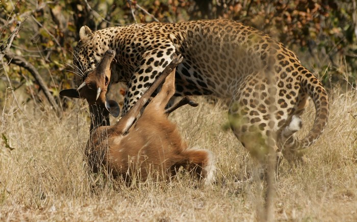 Leopard with prey in dry grass