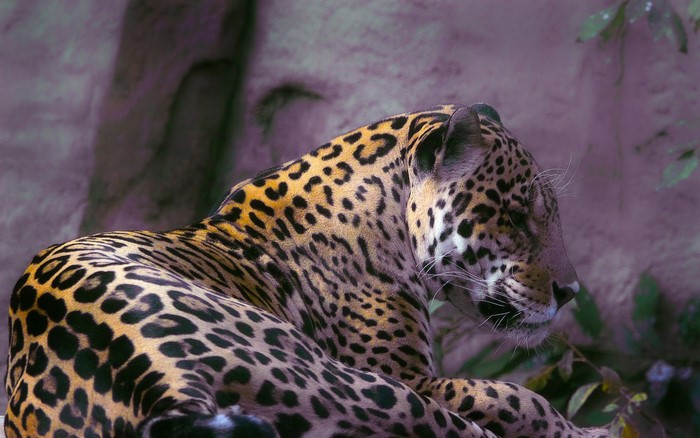 Jaguar resting on a rock