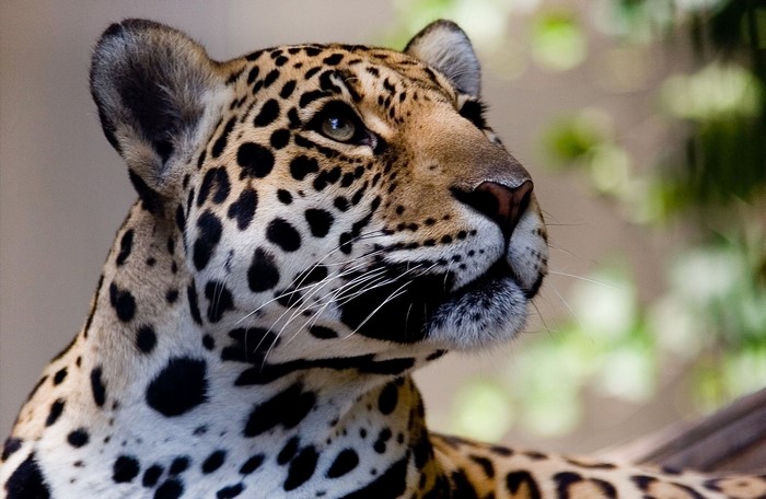 Close-up of a Jaguar's Head