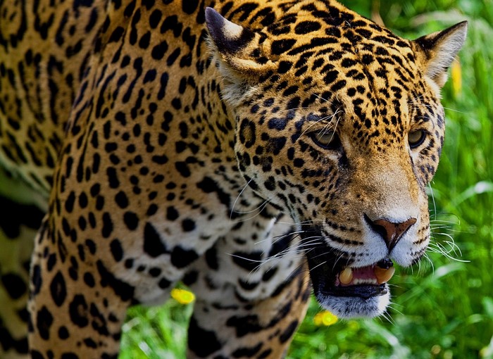 Close-up of a Jaguar with open mouth