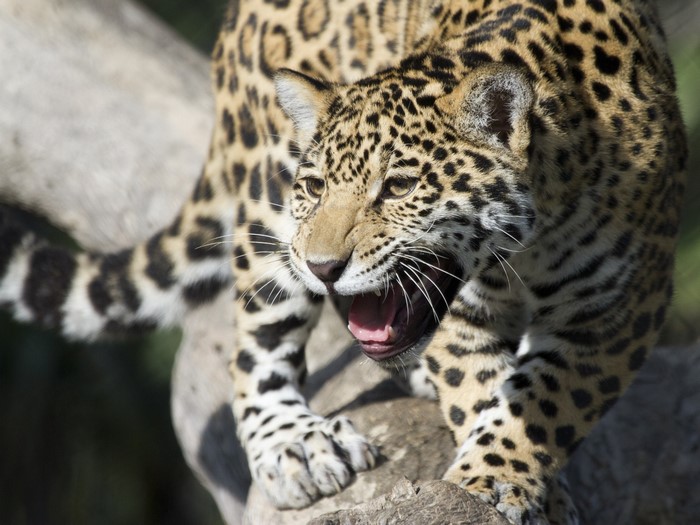 Jaguar roaring on a tree branch