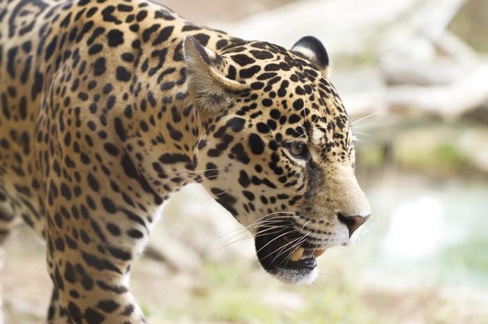 Jaguar with spotted fur walking