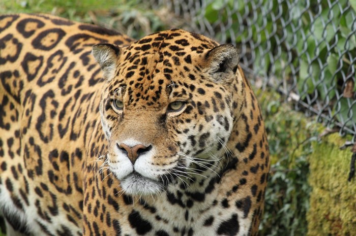 Jaguar with distinctive spotted coat