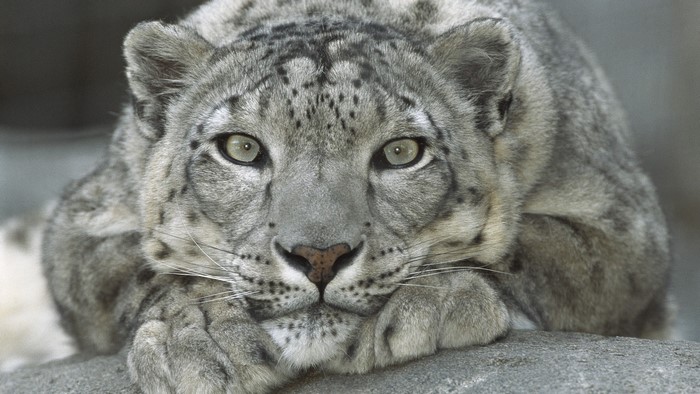 Close-up of a Snow Leopard's Face