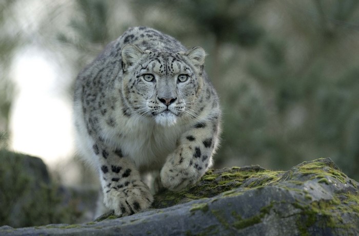 Snow leopard walking on mossy rocks