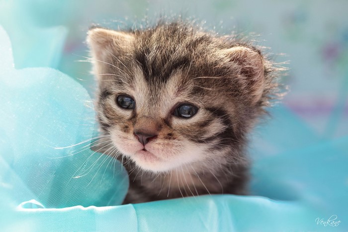 Close-up of a tabby kitten peeking out from blue fabric