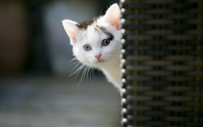 Calico kitten peeking from behind a wicker chair
