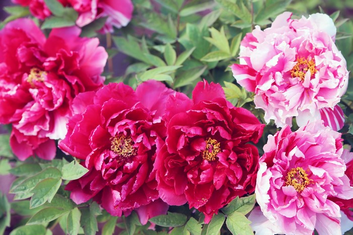 Close-up of pink and red peonies